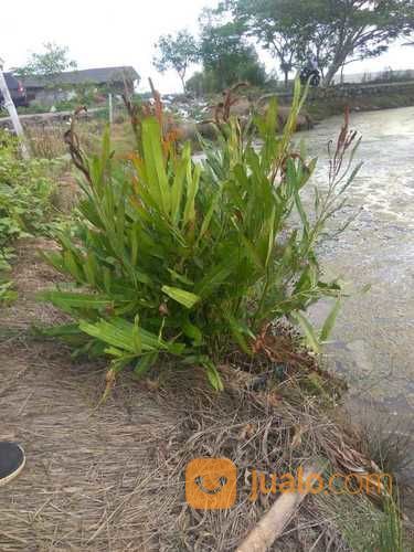 Pohon Paku Laut.Acrostichum Aureum