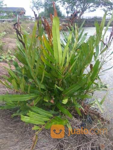 Pohon Paku Laut.Acrostichum Aureum