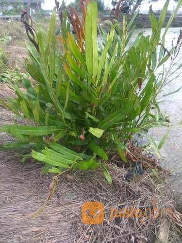 Pohon Paku Laut.Acrostichum Aureum