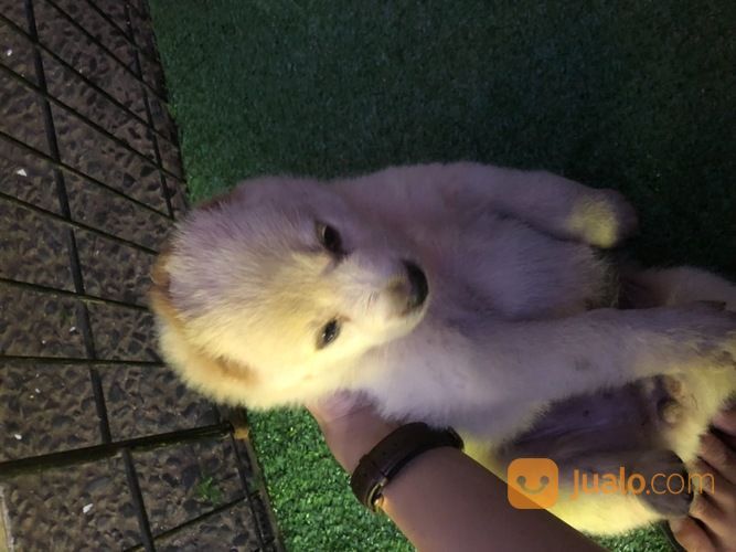 Anjing Hachiko Akita Inu Hachiko