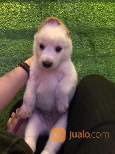 Anjing Hachiko Akita Inu Hachiko