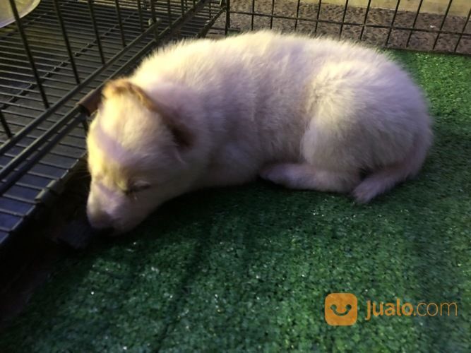 Anjing Hachiko Akita Inu Hachiko