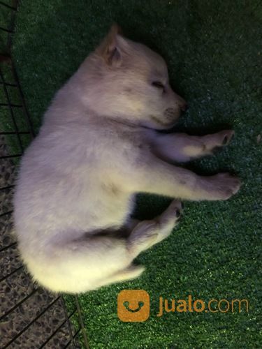 Anjing Hachiko Akita Inu Hachiko