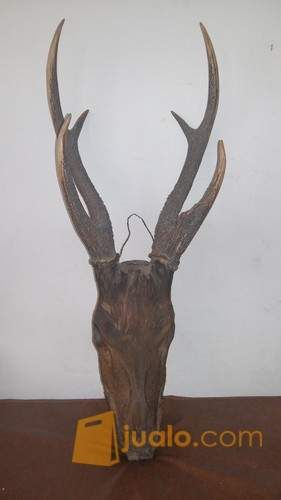 tanduk kepala rusa jantan