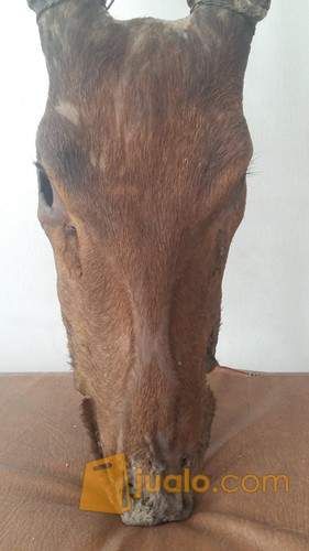 tanduk kepala rusa jantan