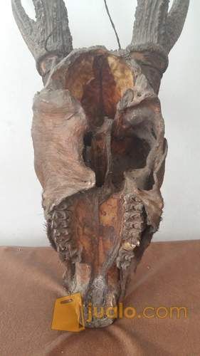 tanduk kepala rusa jantan