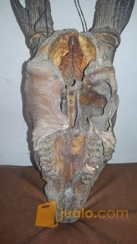 tanduk kepala rusa jantan