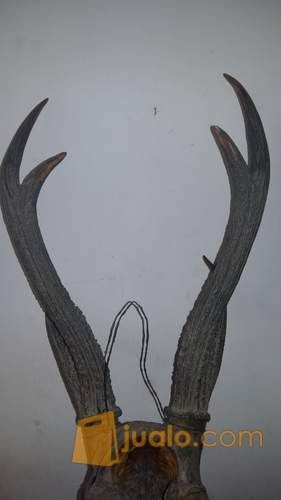 tanduk kepala rusa jantan