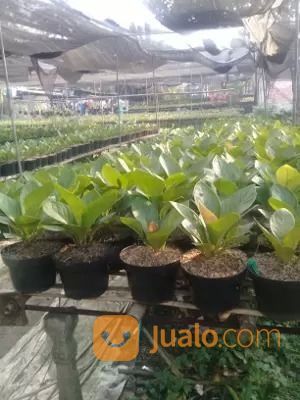 Bunga Anthurium Jemani (Kol)