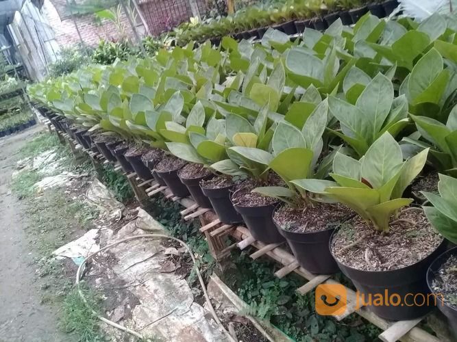 Bunga Anthurium Jemani (Kol)