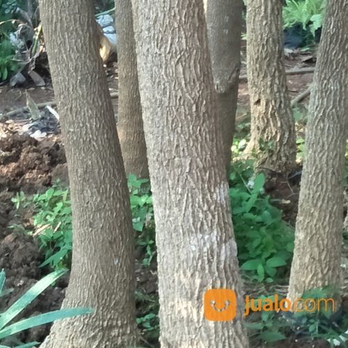 Pohon Trembesi Murah 081298415350