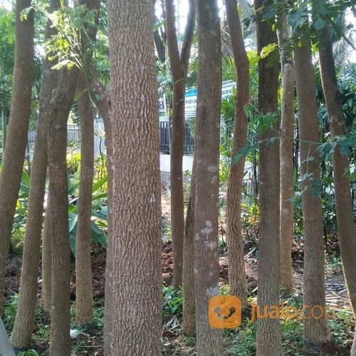 Pohon Trembesi Murah 081298415350