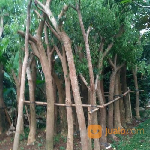 Pohon Trembesi Murah 081298415350