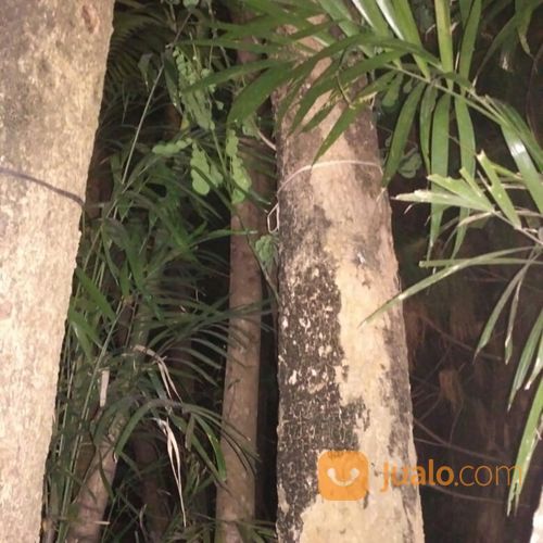 Pohon Trembesi Murah 081298415350