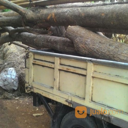 Pohon Trembesi Murah 081298415350