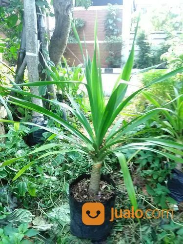Pohon Pandan Bali087777643603