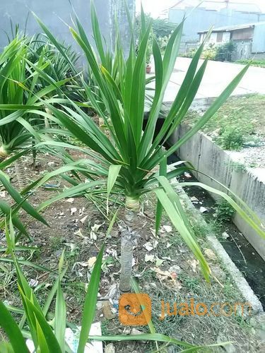 Pohon Pandan Bali087777643603