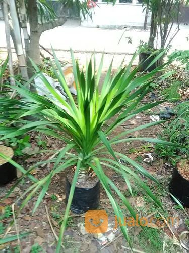 Pohon Pandan Bali087777643603