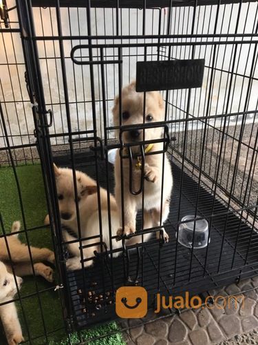 Anjing Puppies Akita