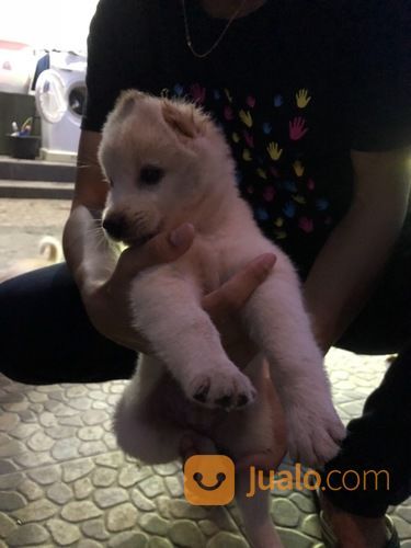 Anjing Puppies Akita