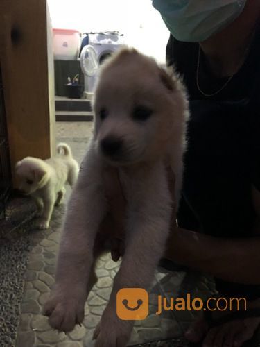 Anjing Puppies Akita