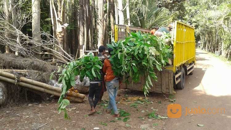 Pohon Bungur Besar 081298415350