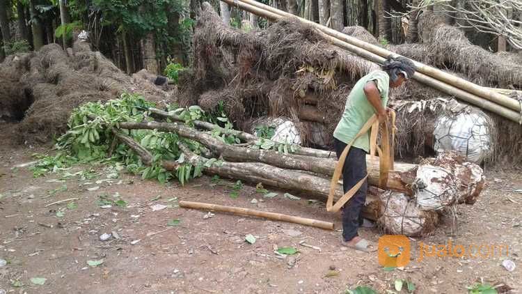 Pohon Bungur Besar 081298415350