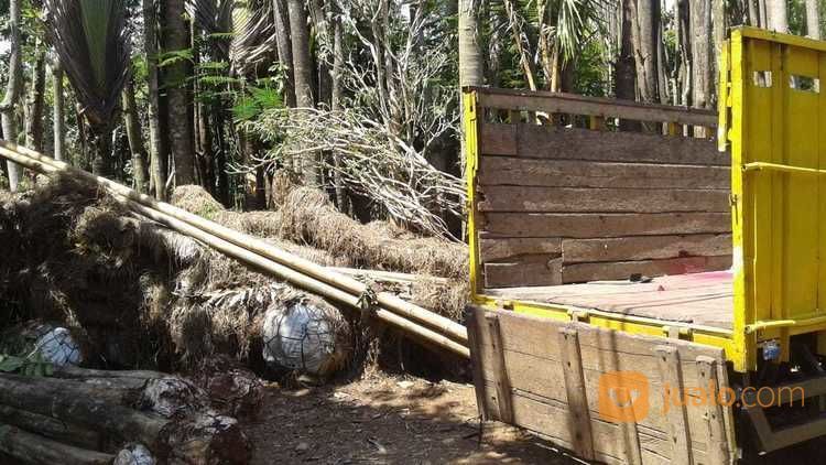 Pohon Bungur Besar 081298415350