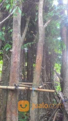 Pohon Bungur Besar 081298415350