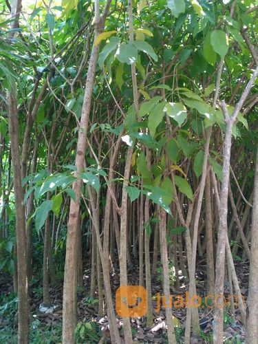 Pohon Tabebuya Pink/Kuning 081298415350