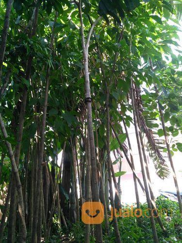 Pohon Tabebuya Pink/Kuning 081298415350