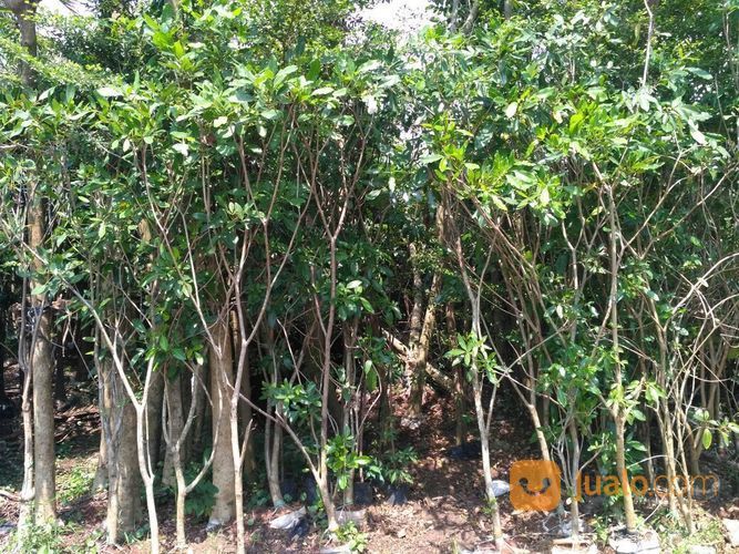 Pohon Tabebuya Pink/Kuning 081298415350