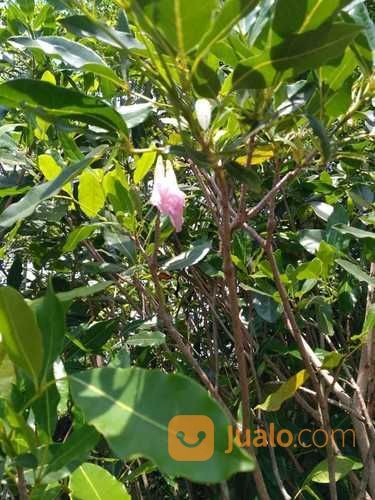 Pohon Tabebuya Pink/Kuning 081298415350