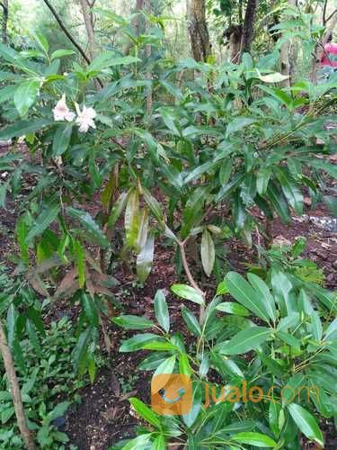 Pohon Tabebuya Pink/Kuning 081298415350