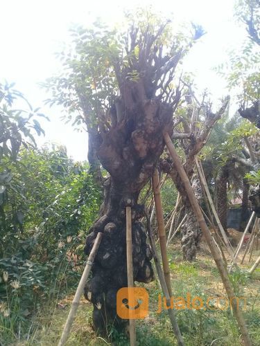 Pohon Bilabong/Jaran 081298415350