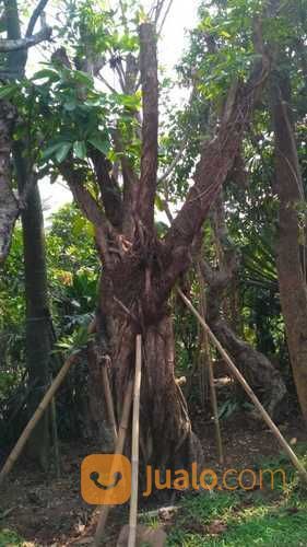 Pohon Bilabong/Jaran 081298415350