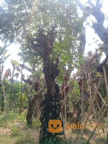 Pohon Bilabong/Jaran 081298415350