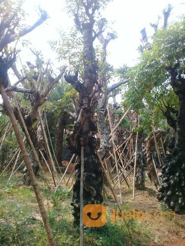 Pohon Bilabong/Jaran 081298415350