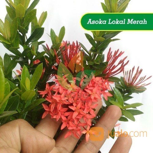 Bibit Bunga Asoka Merah