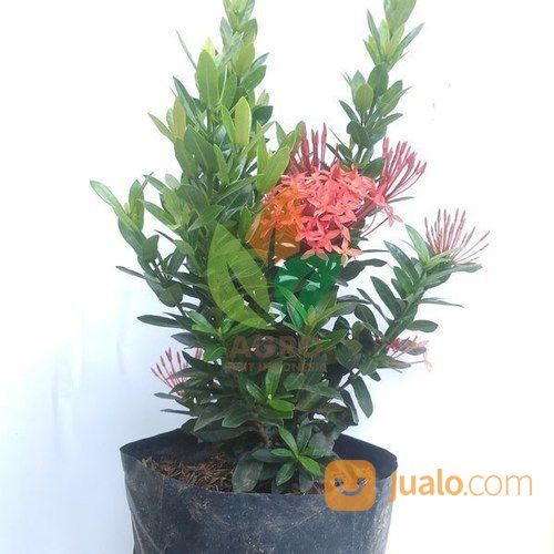 Bibit Bunga Asoka Merah