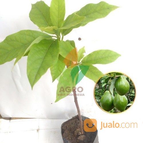 Bibit Alpukat Markus