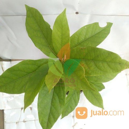 Bibit Alpukat Markus