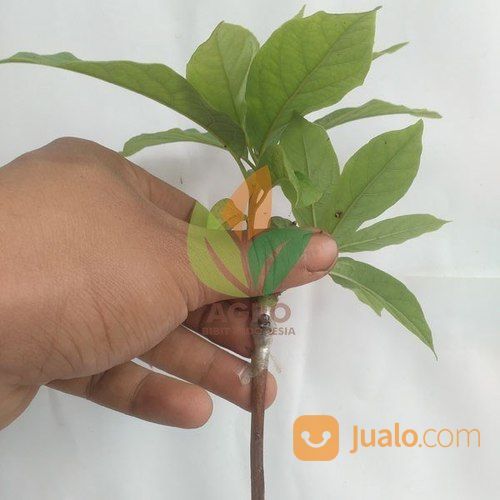 Bibit Alpukat Markus