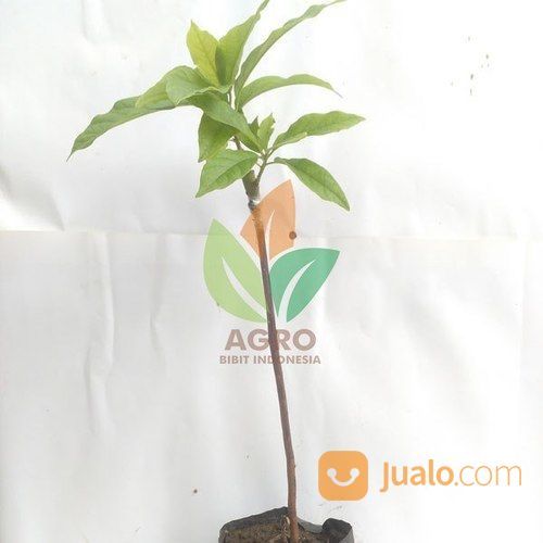 Bibit Alpukat Markus