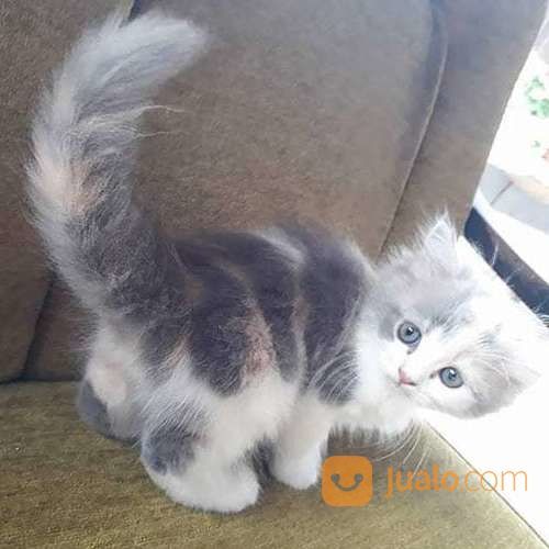 Kucing Peaknose Pesek Asli