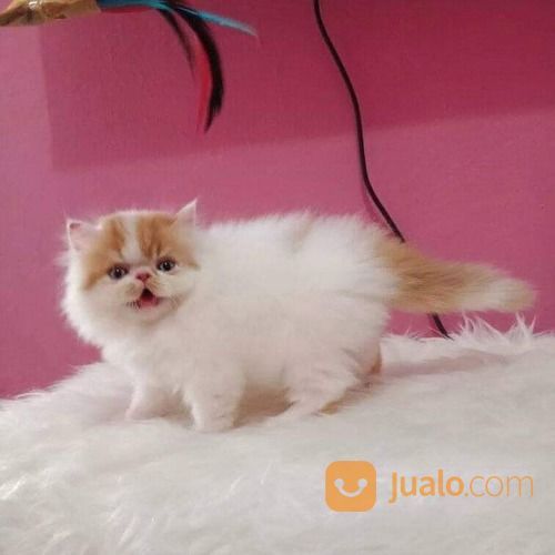 Kucing Peaknose Pesek Asli