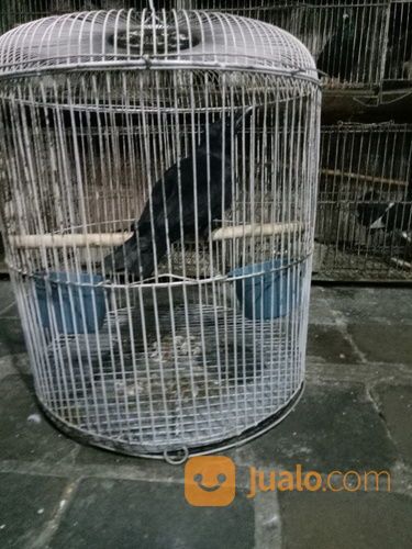 Burung Gagak Hutan