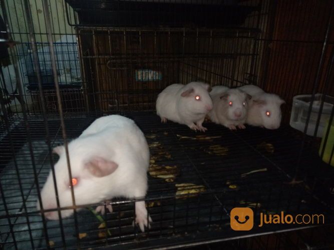 Marmut Putih Polos Albino Mata Merah