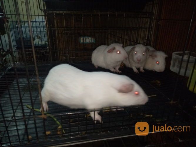 Marmut Putih Polos Albino Mata Merah