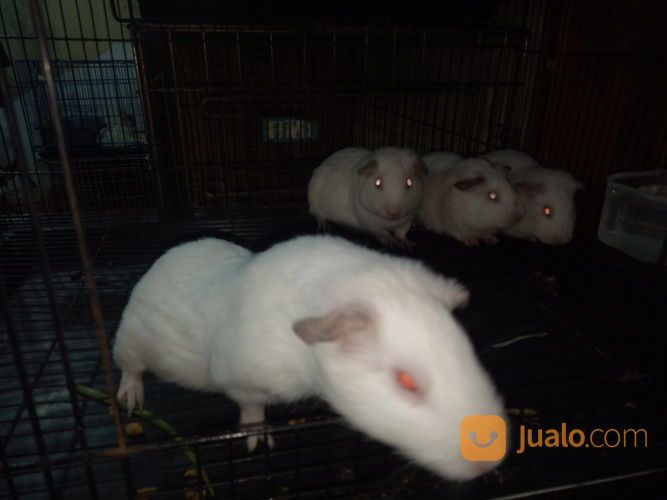 Marmut Putih Polos Albino Mata Merah